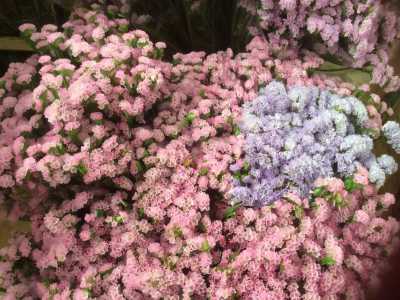 Variazioni di lilla per questi fiori disposti secondo un accattivante ordine cromatico
